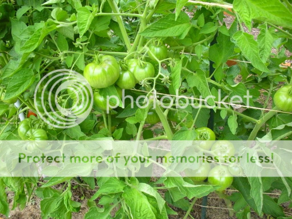  photo Garden8-6-13010.jpg
